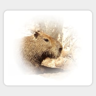 Capybara Sticker